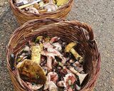 Foto del passaggio 2 della ricetta Scaloppine di vitello ai funghi di bosco 🍄🌳🍁🍂