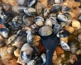 Foto del paso 7 de la receta Paella — a nuestro estilo—