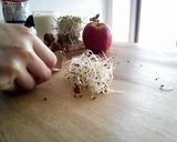 [營養師的精力湯之路]醒腦精力湯的食譜步驟1照片