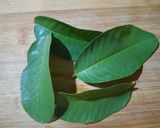 A picture of step 1 of Guava leaves tea.