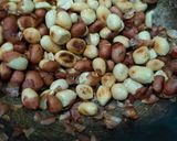 Foto langkah ke 1 dari resep Kue Sagon Kacang.