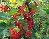 A picture of step 10 of Red Currant Sour Drink.