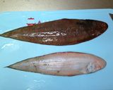 A picture of step 1 of How to Remove the Skin and Scales from Sole.