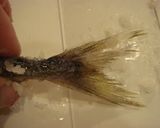A picture of step 10 of How to Prepare Grilled Horse Mackerel.