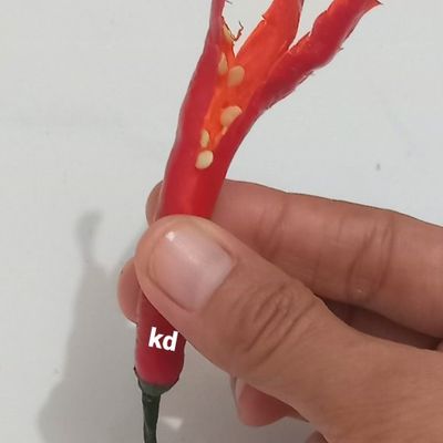 Langkah 6