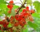 A picture of step 7 of Red Currant Jam.