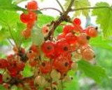 A picture of step 7 of Red Currant Jam.