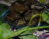 Stuffed vine leaves rolls (Dolmeh) recipe step 18 photo