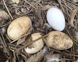A picture of step 4 of California Farm March Goose Egg Harvest.