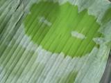 Kue keranjang/ kue bakul / Nian Gao