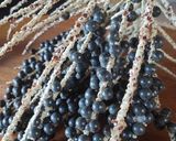 Foto del paso 1 de la receta: Açaí (proceso)