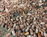 Foto del paso 3 de la receta: Almendras tostadas