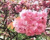 Hình bước làm 1 của món 🌱 Hoa Anh Đào Muối Nhật Bản (Japonais Traditionnel Salé Sakura)