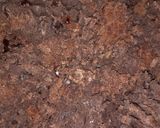 Foto del paso 3 de la receta: Frijoles con chiltepin