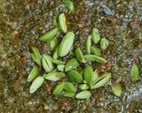Gambar langkah 4 resipi Sambal hijau.