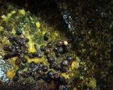 Gambar langkah 1 resipi 2:9:25 - DAGING MASAK LADA HITAM BERSAMA KACANG BUNCIS.
