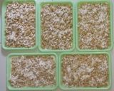 Foto langkah ke 6 dari resep Kue bawang gunting (kue bawangnya Rang Awak).