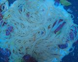 Foto langkah ke 3 dari resep Smoke Beef Spaghetti.