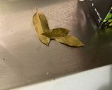 Une image de l'étape 5 de Potatoes au cidre, thym, ail et oignons.