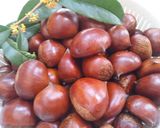 A picture of step 1 of Store Fresh Chestnuts & Solve the Tricky Question of Peeling Them.