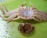 A picture of step 2 of Snow Crab in a Delicious Broth.