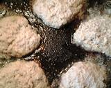 Fried tuna salad recipe step 2 photo