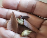 சத்தான கருப்பு கொண்டை கடலை பிரியாணி ரெசிபி ஸ்டேப் 2 புகைப்படம்