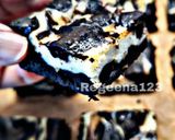 Foto langkah ke 10 dari resep Brown Butter Fudgy Cheese Brownie.
