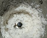 नारियल लड्डू CoconutLadoo रेसिपी चरण 1 फोटो