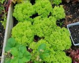 Salat mit einer Zitronen - Kondensmilch - Soße Rezeptschritt 1 Foto