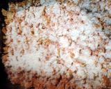A picture of step 3 of pasta bake.