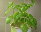 A picture of step 5 of Basil Sauce Pasta for One.