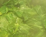 A picture of step 3 of Collard Greens; Clean, Cook, and Disposal.