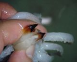 A picture of step 4 of Whole Stewed Squid With Instructions for Preparation.