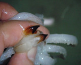 A picture of step 4 of Whole Stewed Squid With Instructions for Preparation.