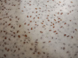 Halim kheer(garden cress seeds)