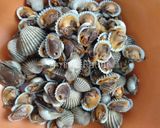 Foto langkah ke 2 dari resep Kerang Dara Saus Padang.