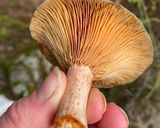 Foto del paso 2 de la receta: Ceviche de Lactarius deliciosus (Níscalos)