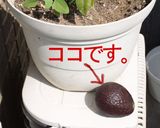 A picture of step 1 of Extraordinarily Moist! Creamy Avocado Bread Made in a Bread Machine.