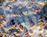 A picture of step 13 of supper lazy lasagna.