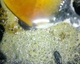 A picture of step 4 of Egyptian Eid cookies (Kahk).