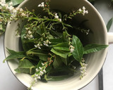 Foto del paso 4 de la receta: Infusión de María Luisa, para una buena digestión