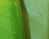 Foto langkah ke 2 dari resep Rolade tahu daun singkong.