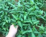 Hình bước làm 2 của món Bún cua Hải Phòng (Bánh đa cua)