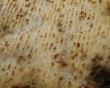 A picture of step 12 of Salisbury Steak Casserole.