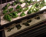 A picture of step 5 of Kale Chips.