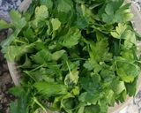 Foto del paso 2 de la receta: Perejil en Aceite
