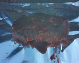A picture of step 10 of Tangy BBQ smoked pork roast.
