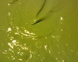 A picture of step 1 of Monster Eyes n Slime Oreo Layered Dessert ~ halloween.
