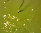 A picture of step 1 of Monster Eyes n Slime Oreo Layered Dessert ~ halloween.